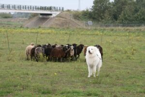 IMG_3671a kopie