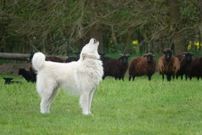 MaremmaVrienden Berghond van de Maremmen Maremmano schapenkudde bewaken aanlegtest