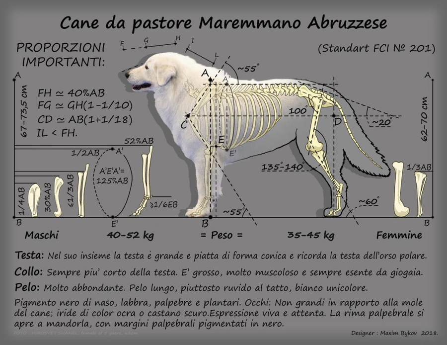 Maremma rasstandaard MaremmaVrienden